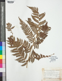 Cyathea suprastrigosa image