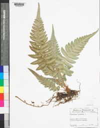 Blechnum occidentale image