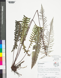 Blechnum spicant image