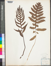 Woodwardia angustifolia image