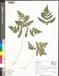 Gymnocarpium dryopteris image