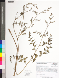 Pteridium aquilinum subsp. latiusculum image