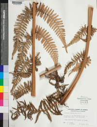 Dicksonia antarctica image