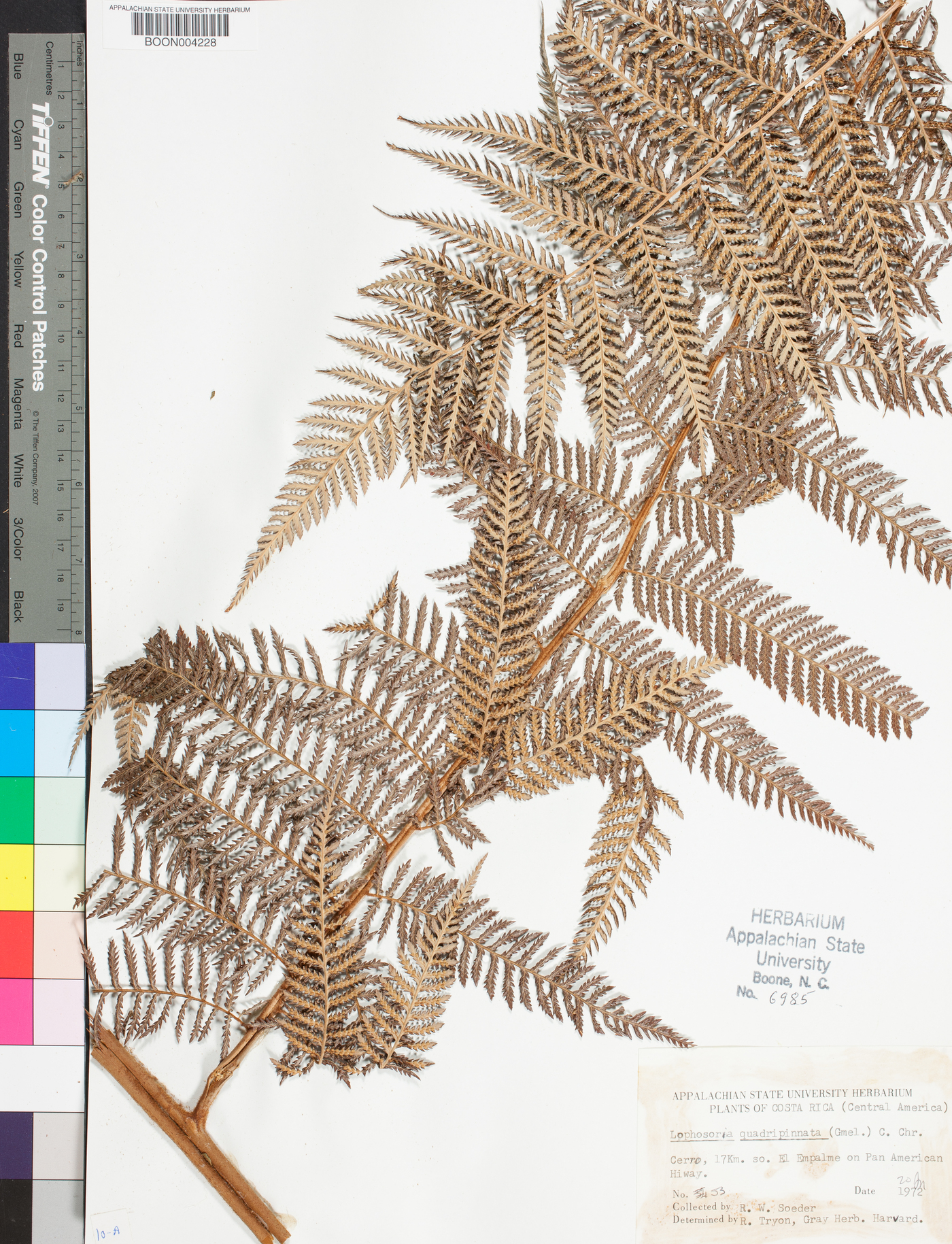 Lophosoria quadripinnata image