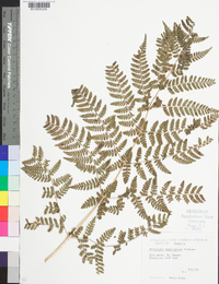 Dryopteris campyloptera image