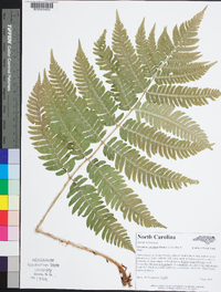 Dryopteris goldieana image