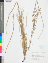 Equisetum ramosissimum image