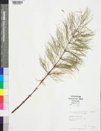 Equisetum sylvaticum image