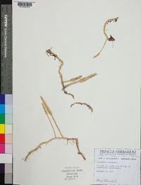 Lycopodium inundatum image