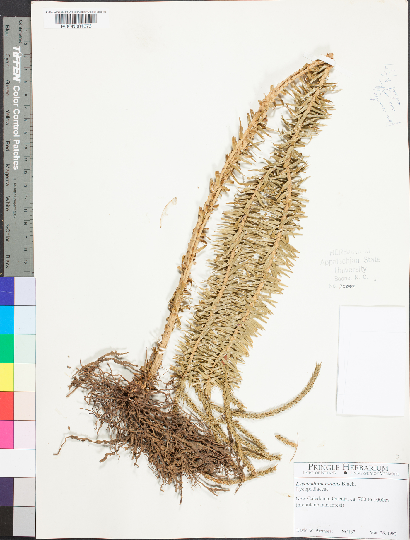 Lycopodium nutans image