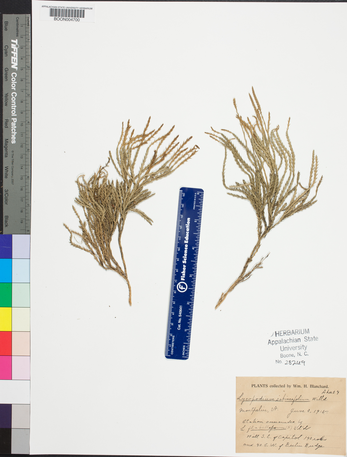 Lycopodium sabinifolium image