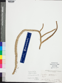 Lycopodiella alopecuroides image