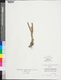 Lycopodiella alopecuroides image