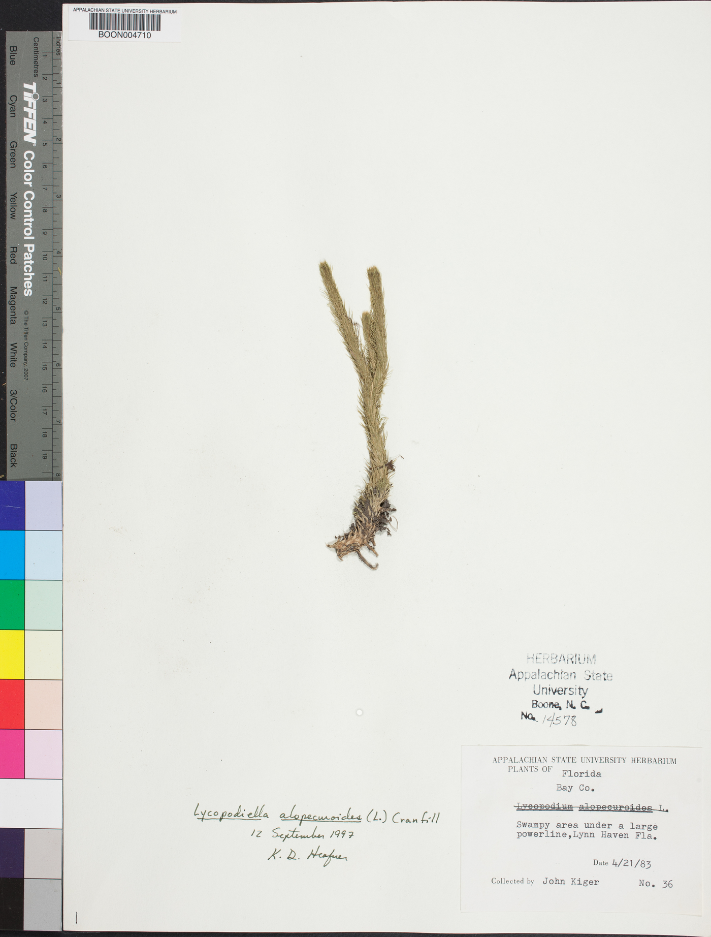 Lycopodiella alopecuroides image