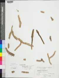 Lycopodiella alopecuroides image