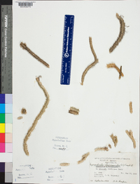 Lycopodiella alopecuroides image