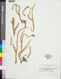 Lycopodiella alopecuroides image