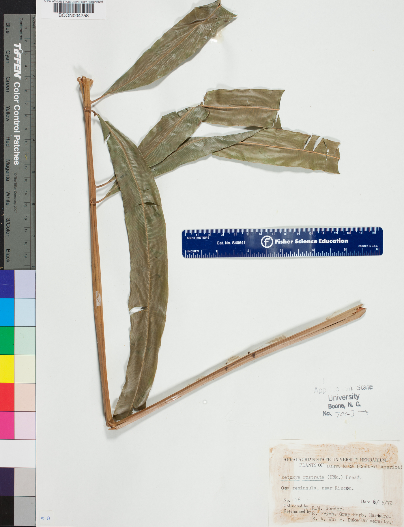 Metaxya rostrata image