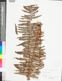 Nephrolepis exaltata image