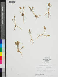 Ophioglossum petiolatum image