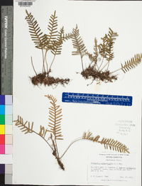 Polypodium polypodioides image