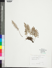 Polypodium polypodioides image