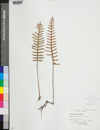 Polypodium polypodioides image