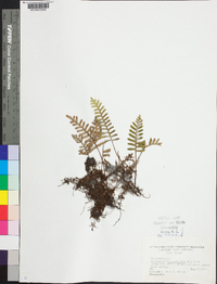 Polypodium polypodioides image