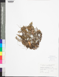 Polypodium polypodioides image