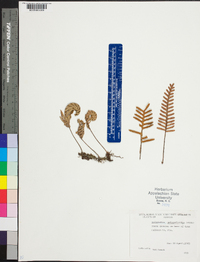 Polypodium polypodioides image