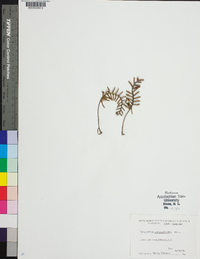 Polypodium polypodioides image