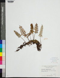 Polypodium polypodioides image