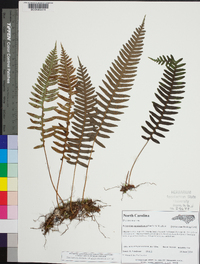 Polypodium appalachianum image