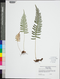 Polypodium appalachianum image