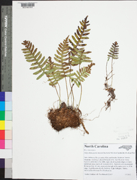 Polypodium appalachianum image