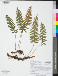 Polypodium appalachianum image