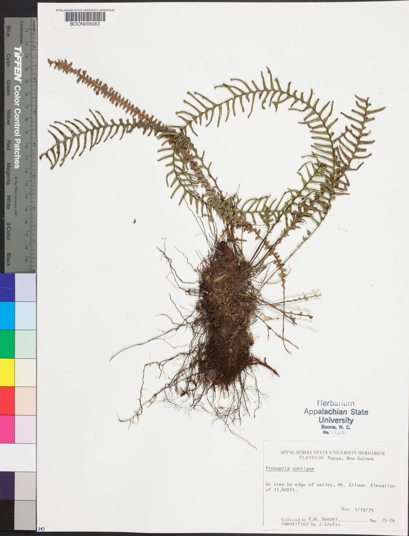Prosaptia contigua image