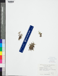 Selaginella rupestris image