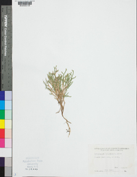 Selaginella tortipila image