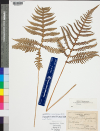 Phegopteris connectilis image