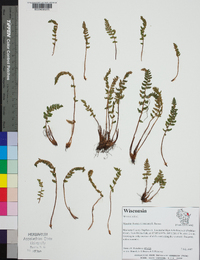 Woodsia ilvensis image