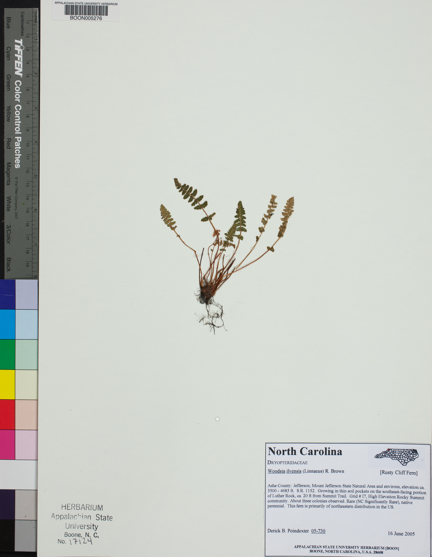 Woodsia ilvensis image