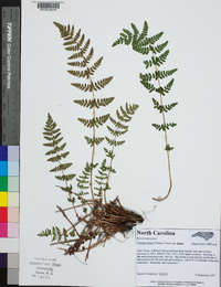 Woodsia obtusa subsp. obtusa image