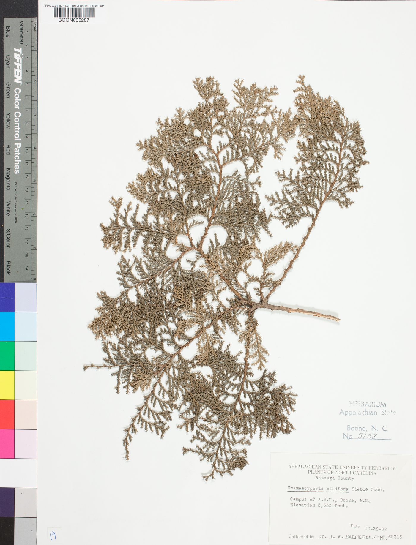 Chamaecyparis pisifera image