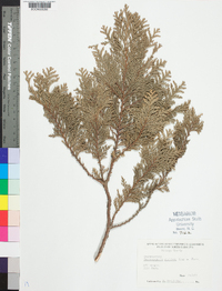 Chamaecyparis pisifera image