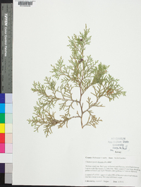 Chamaecyparis thyoides image