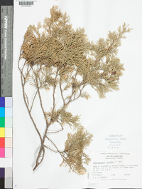 Chamaecyparis thyoides image