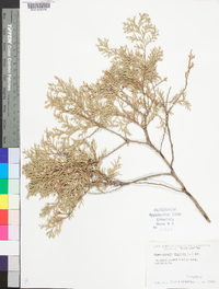 Chamaecyparis thyoides image