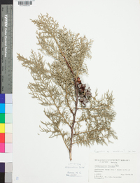 Chamaecyparis thyoides image