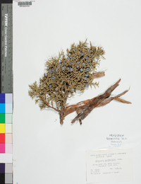 Juniperus occidentalis image